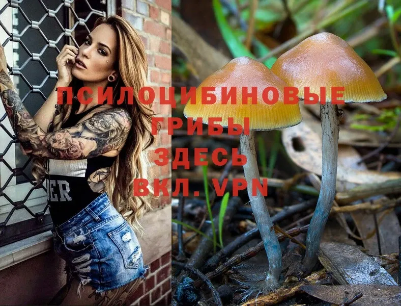 Псилоцибиновые грибы Psilocybe  Минусинск 